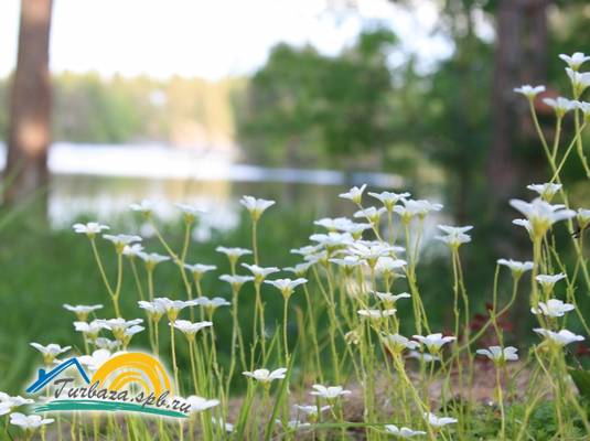 База отдыха «Илоранта»