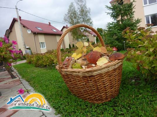 База отдыха «Розовая дача»