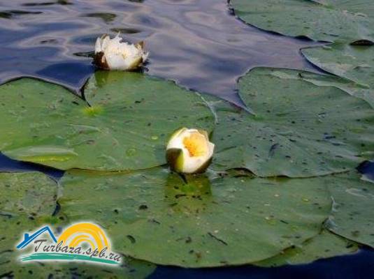 База отдыха «Давинчи парк»