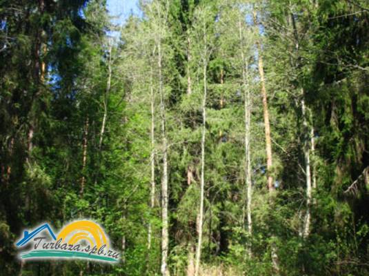 База отдыха «Рубин»