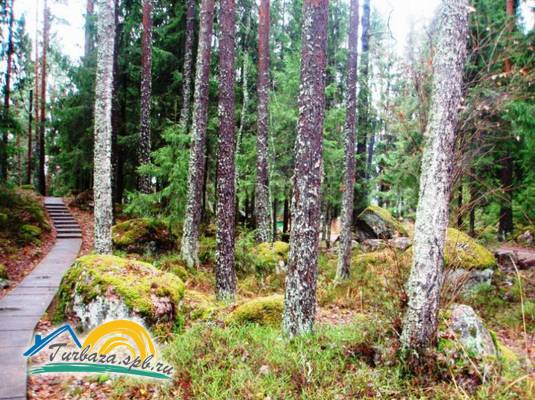 Комплекс коттеджей «Лесная сказка»