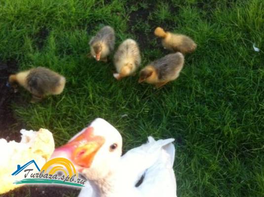 Загородный комплекс «Тихая долина»