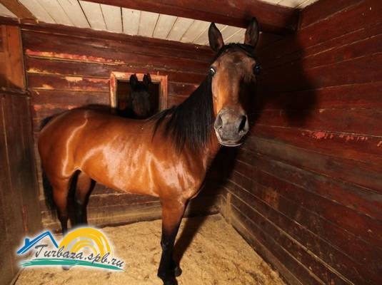 База отдыха «Озеро Утиное»