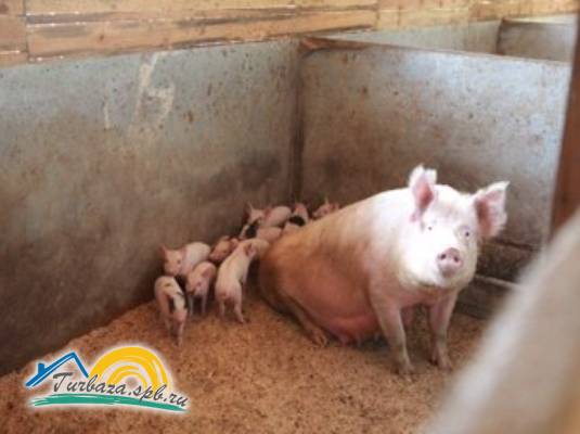 База отдыха «Любимовская»