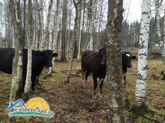 База отдыха «Любимовская»
