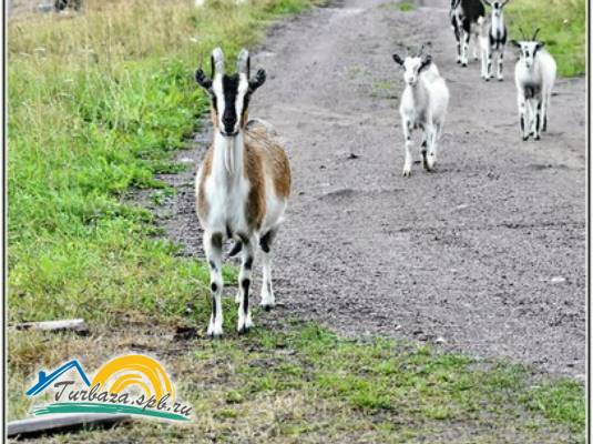 База отдыха «Хутор белой козы»