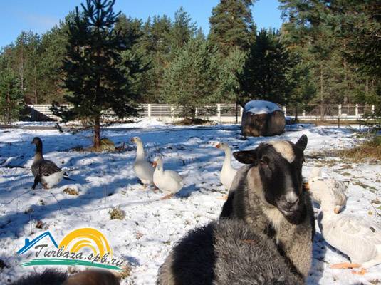 Загородный клуб «TRAVA»