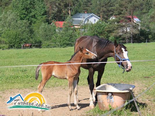 Загородный клуб «Европа в шапках»