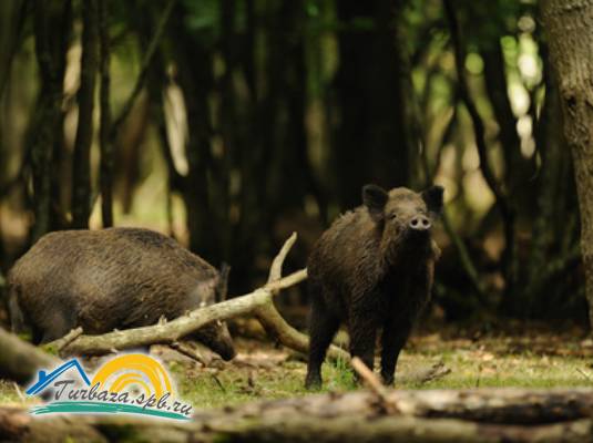 Охотничье хозяйство «Эльк-Парк»