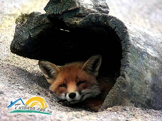 Охотничье хозяйство «Эльк-Парк»