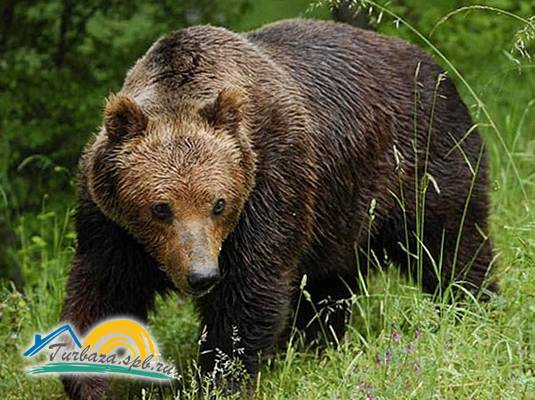 Охотничье хозяйство «Эльк-Парк»