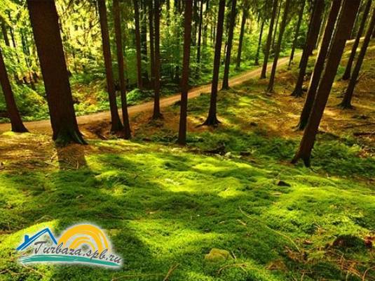 Загородный коттедж-клуб «Брусника»