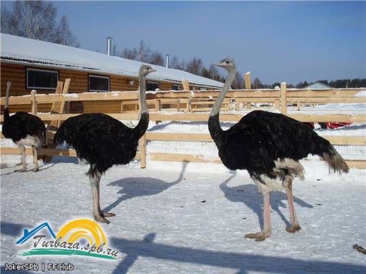 Страусиная ферма «Австралийский хутор»