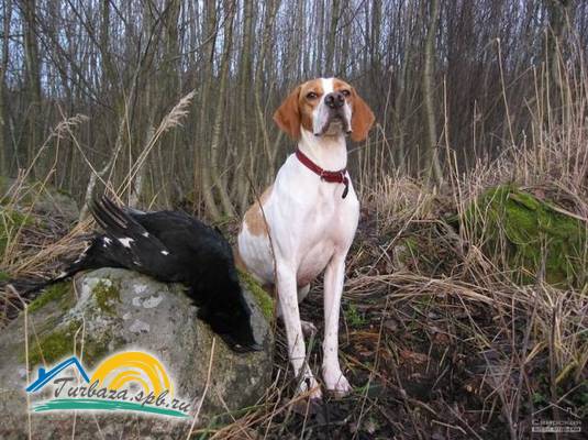 База отдыха «Свирская»