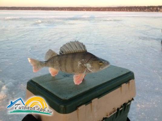 База отдыха «Рыбачий Берег»