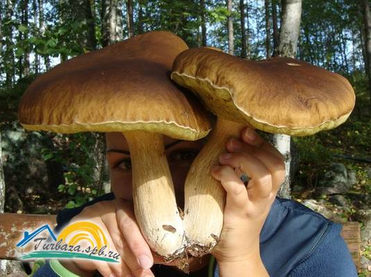 База отдыха «Зеленый Мыс»