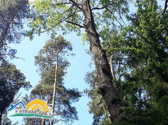 База отдыха «Коттеджи в Репино»