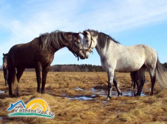 Загородный клуб «Тигода»