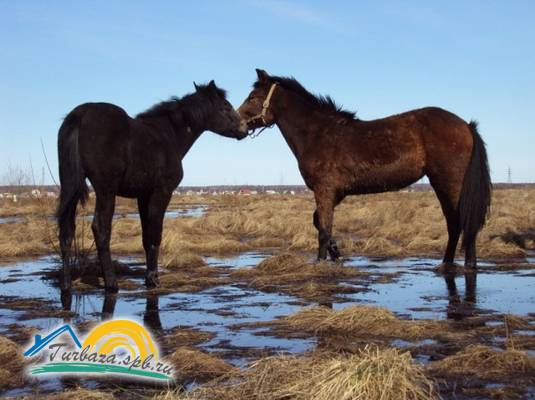 Загородный клуб «Тигода»