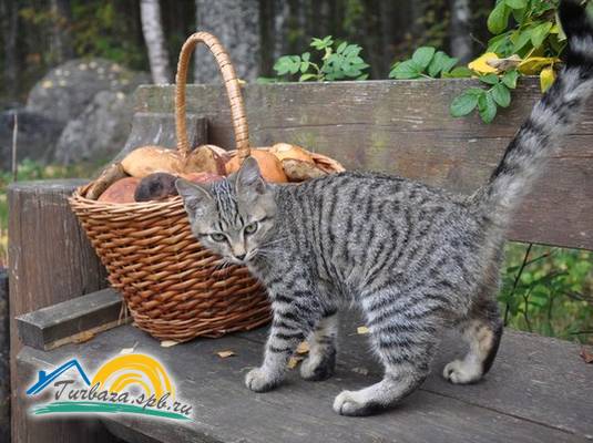 База отдыха «Озеро Зеркальное»