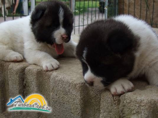 Коттеджный комплекс «Раздолье»