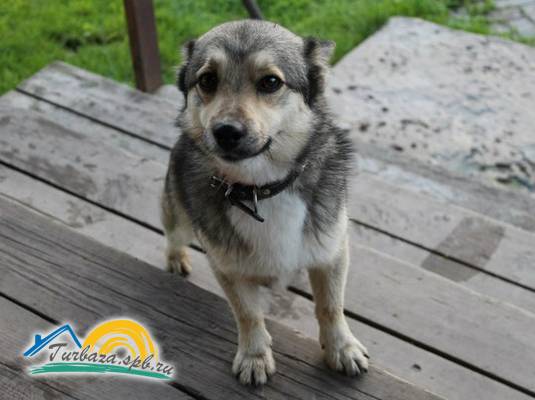 Эко-хутор «Ряйсяля»