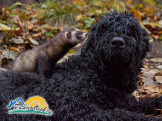 Эко-хутор «Ряйсяля»