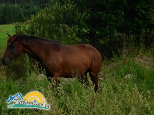 Эко-хутор «Ряйсяля»