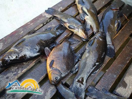 Коттеджный комплекс «Озерный берег»