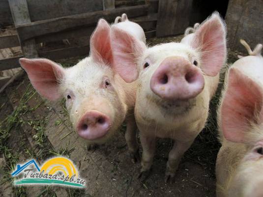 Коттеджный комплекс «Озерный берег»