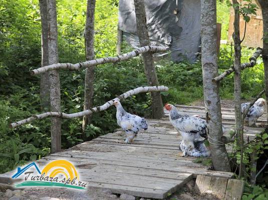 Коттеджный комплекс «Озерный берег»