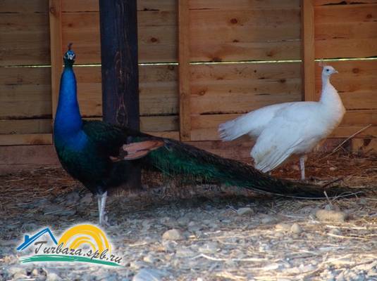 Охотничье хозяйство «Черные камни»