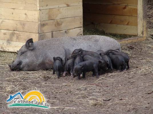 Охотничье хозяйство «Черные камни»