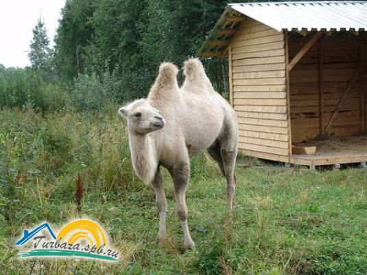 Охотничье хозяйство «Черные камни»