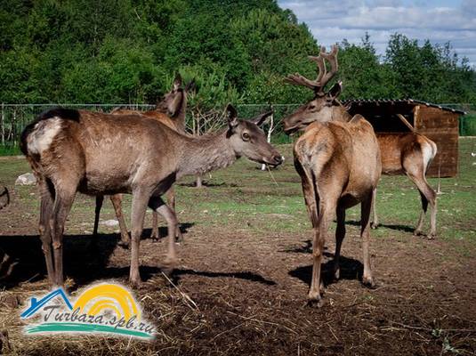 Охотничье хозяйство «Черные камни»