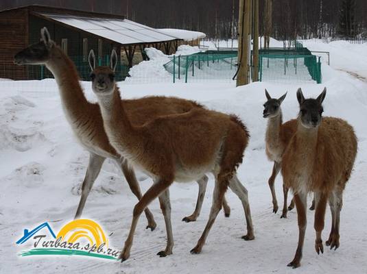 Охотничье хозяйство «Черные камни»
