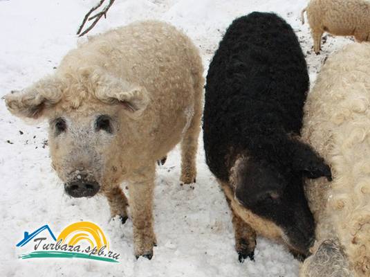 Охотничье хозяйство «Черные камни»