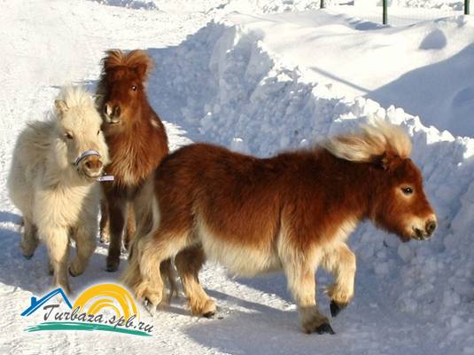 Охотничье хозяйство «Черные камни»