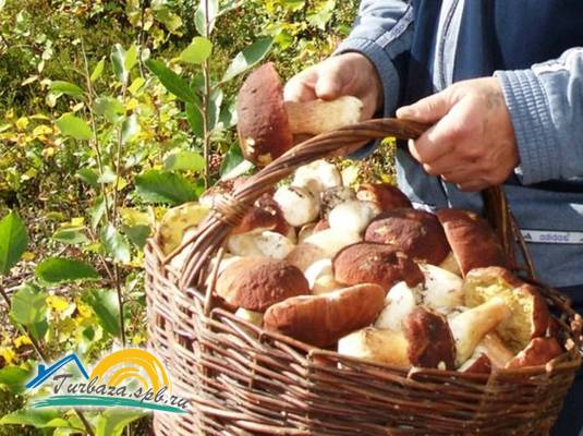 База отдыха «Ветреный пояс»