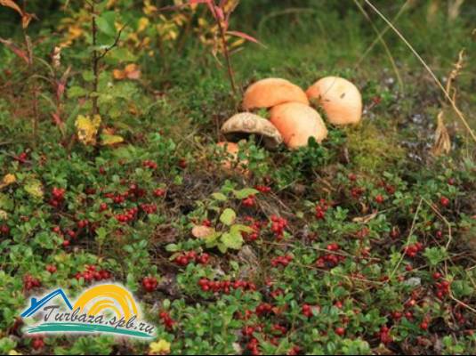 База отдыха «Ветреный пояс»