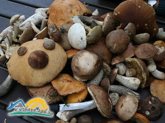 Туристическая база «Драйв Парк Ладога» 