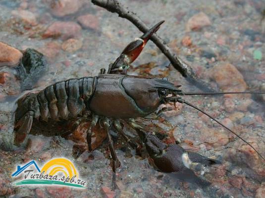 Туристическая база «Драйв Парк Ладога» 