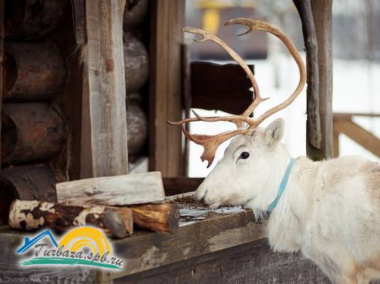 Комплекс «Русская деревня «Шуваловка»