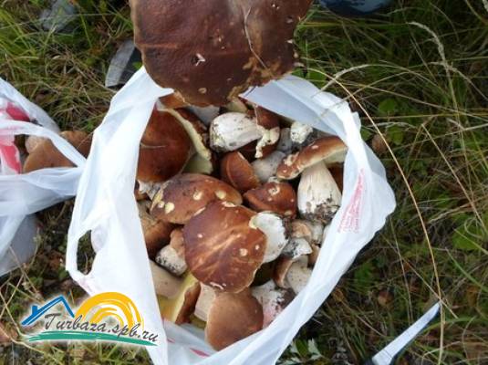 Эко-клуб «Остров»