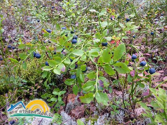 Гостевой дом «Крестики-Нолики»