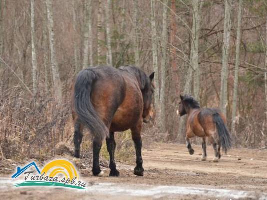 Дом для отпуска «Rauhala Place»