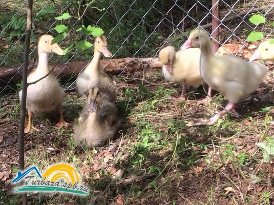 База отдыха «Ахвенлампи»