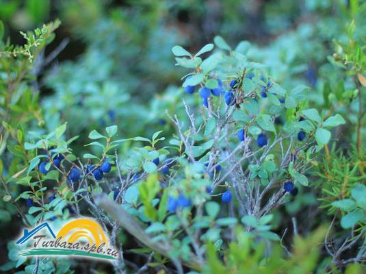 База отдыха «Ахвенлампи»