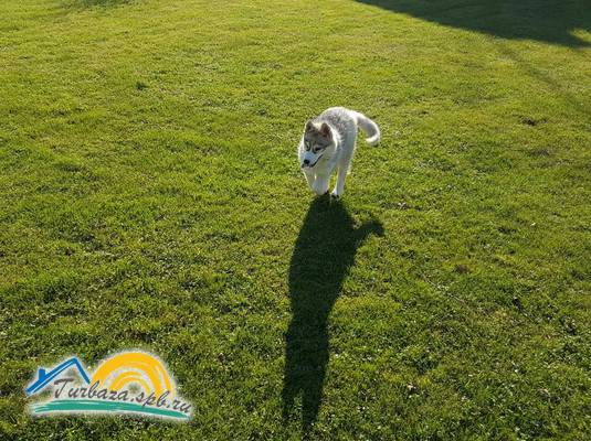 База отдыха «Подворье»