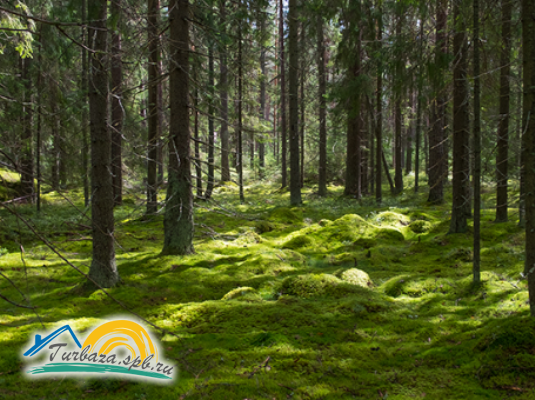 База отдыха «Боровое»